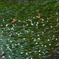 水の中の花畑