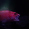 Ｆｉｓｈ