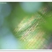 蜘蛛の糸１