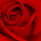 薔薇