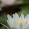 水面の華  