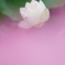 はす