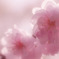 桜色