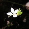 夜の花