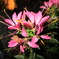 夜の花