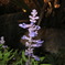 夜の花