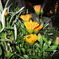 夜の花
