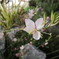 夜の花