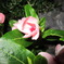 夜の花