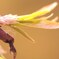 芽吹き