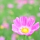 秋の桜