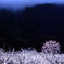 花曇り