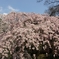 京都御苑　桜1
