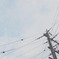 のどか