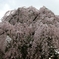 京都御苑　桜2