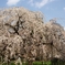 京都御苑　桜3