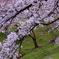 Sakura-Hunter。
