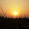 れんこん畑の夕日