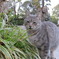 比治山猫様