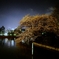 夜桜