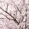 2011_04_sakura