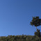 Blue_sky_Tree