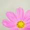 秋ノ 桜イロ