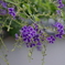 なにかの花