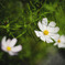 cosmos
