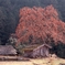 長野県根羽村