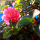 Camellia