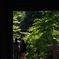盛夏一景