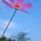 a cosmos under blue sky