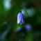 秋の音～釣鐘草～
