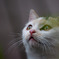 猫、空ヲ仰イデ何思フ？