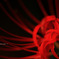 Lycoris radiata