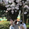 桜の撮影風景