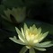 抄ける花びら