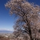 甲州蚕影桜