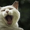 Yawning...
