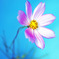 Cool beauty -COS.MOS-