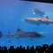 美ら海水族館　黒潮の海