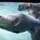 美ら海水族館　熱帯魚の海にて