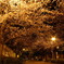 夜桜デート☆