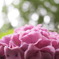 花言葉は「移り気」