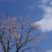 大空