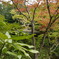 根津美術館　庭園
