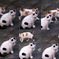 動かぬ猫