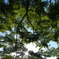 Branch