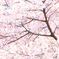 桜満開